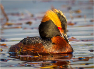 Nordisk Lappedykker - Andenes, juni 2020