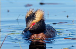 Nordisk Lappedykker - Andenes, juni 2020