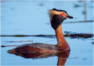 Nordisk Lappedykker - Andenes, juni 2020