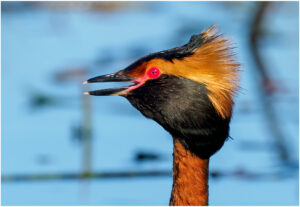 Nordisk Lappedykker - Andenes, juni 2020