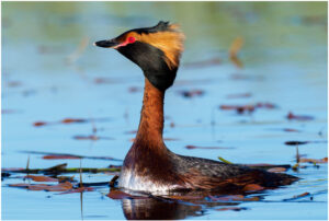 Nordisk Lappedykker - Andenes, juni 2020