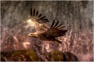 Havørn – Trollfjorden, Lofoten juni 2020