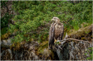Havørn – Trollfjorden, Lofoten juni 2020