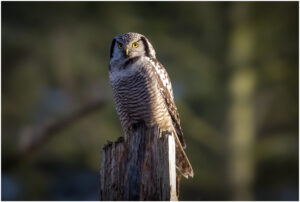 Høgeugle - Kongelunden november-december 2016