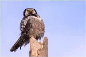 Høgeugle - Kongelunden november-december 2016