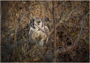 Høgeugle - Kongelunden november-december 2016