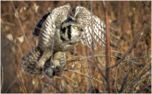 Høgeugle - Kongelunden november-december 2016