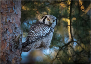 Høgeugle - Kongelunden november-december 2016