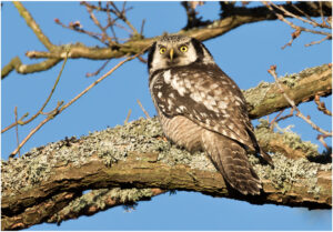 Høgeugle - Kongelunden november-december 2016