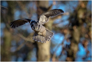 Høgeugle - Kongelunden november-december 2016