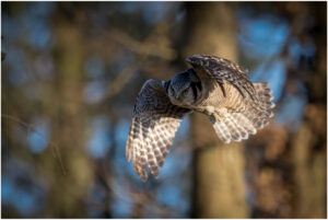 Høgeugle - Kongelunden november-december 2016