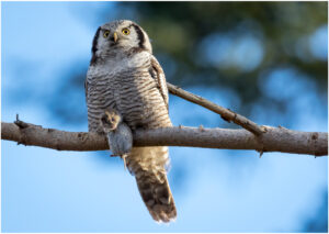 Høgeugle - Kongelunden november-december 2016