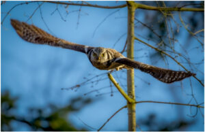 Høgeugle - Kongelunden november-december 2016