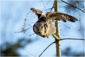 Høgeugle - Kongelunden november-december 2016