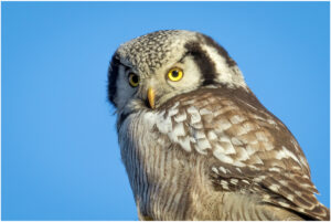 Høgeugle - Kongelunden november-december 2016