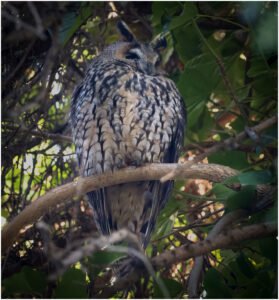 Vestre Kirkegård, Kbh. - december 2016
