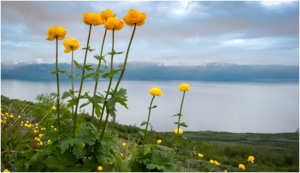 Engblommer Abisko