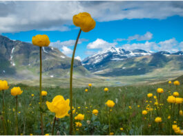 Engblommer Lapland