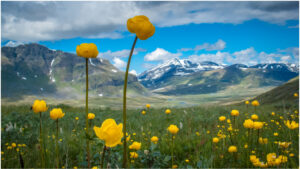 Engblommer Lapland