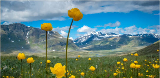 Engblommer Lapland