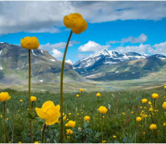 Engblommer Lapland