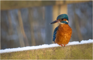 Isfugl - Herning februar 2021