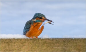 Isfugl - Herning februar 2021