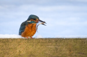 Isfugl - Herning februar 2021