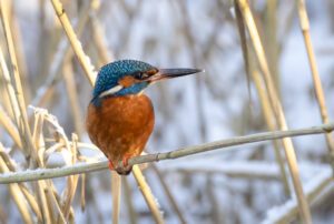 Isfugl - Herning februar 2021