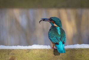 Isfugl - Herning februar 2021