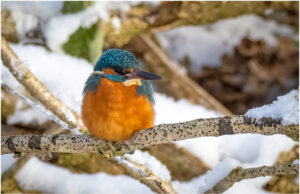 Isfugl - Herning februar 2021