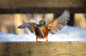 Isfugl - Herning februar 2021