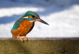 Isfugl - Herning februar 2021