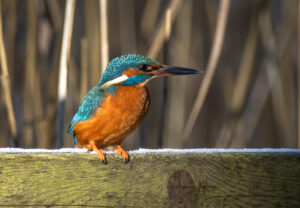 Isfugl - Herning februar 2021