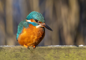 Isfugl - Herning februar 2021