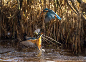 Isfugl - Herning februar 2021