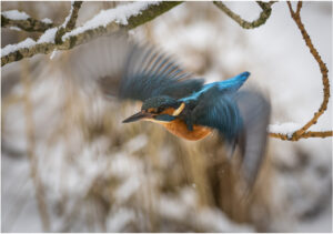 Isfugl - Herning februar 2021