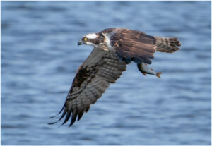 Fiskeørn - Hjarbæk Ford 2022