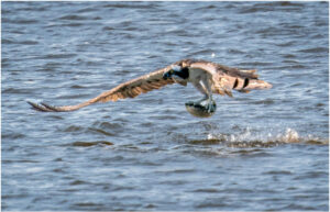 Fiskeørn - Hjarbæk Ford 2022