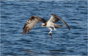 Fiskeørn - Hjarbæk Ford 2022