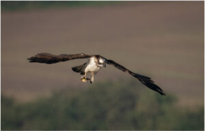 Fiskeørn - Hjarbæk Ford 2022