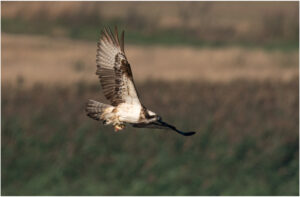 Fiskeørn - Hjarbæk Ford 2022