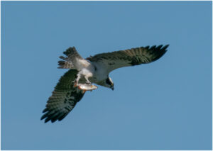 Fiskeørn - Hjarbæk Ford 2022