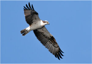 Fiskeørn - Hjarbæk Ford 2022