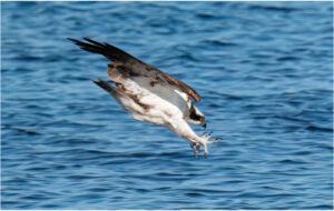 Fiskeørn - Hjarbæk Ford 2022