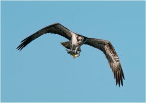 Fiskeørn - Hjarbæk Ford 2022