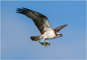 Fiskeørn - Hjarbæk Ford 2022