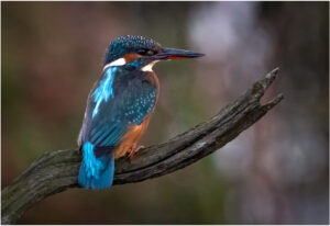 Isfugl - Skjern Enge december 2022