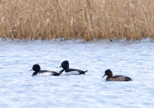 Halsbåndstroldand. Nymindegab november 2023