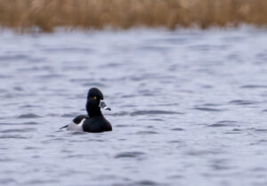 Halsbåndstroldand. Nymindegab november 2023